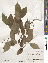 Prunus grayana image