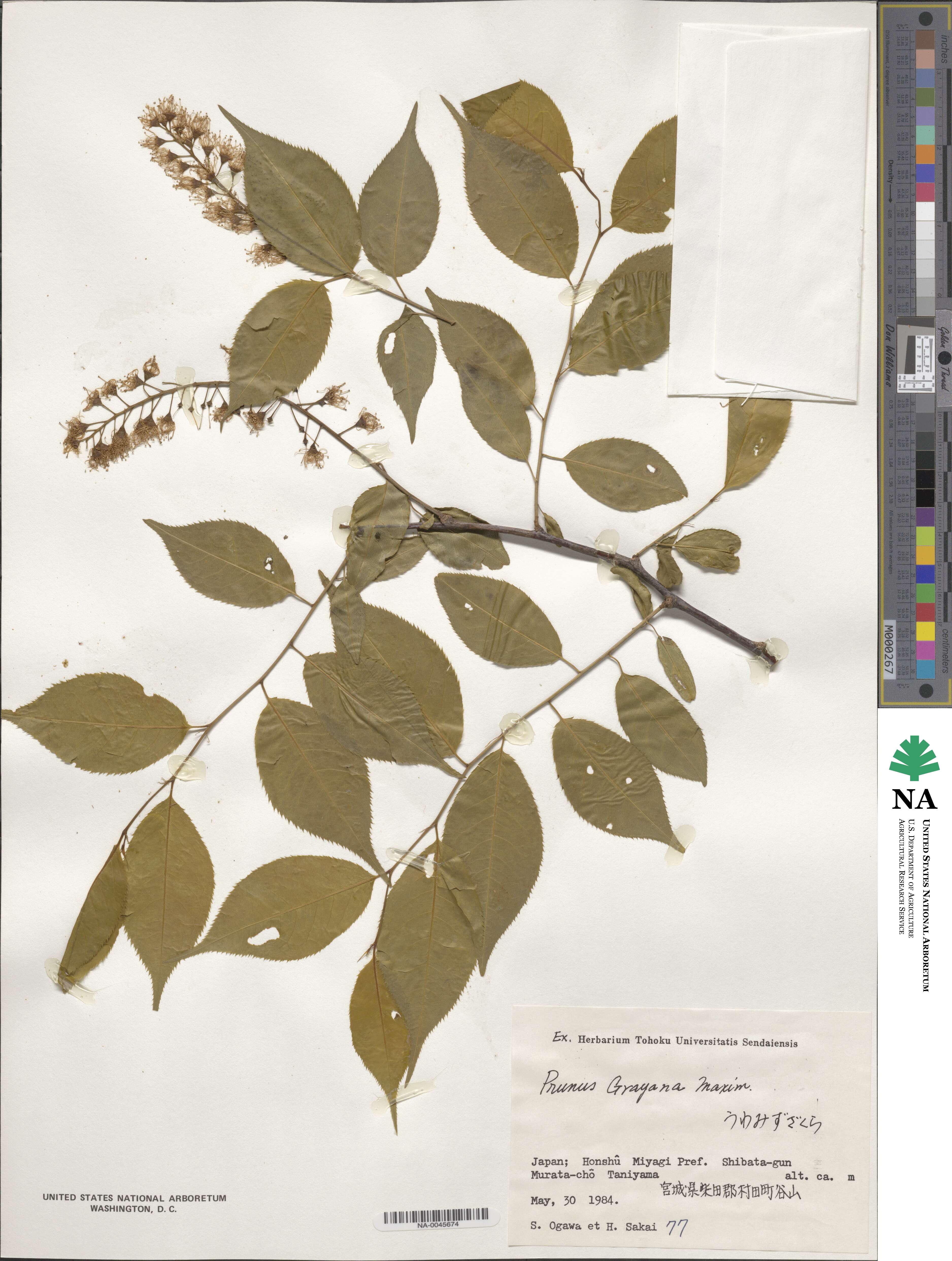 Prunus grayana image