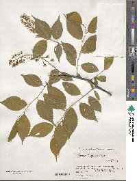 Prunus grayana image