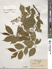 Prunus grayana image