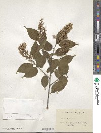 Prunus grayana image