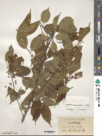 Prunus grayana image