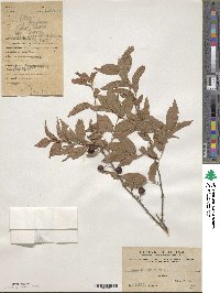 Prunus humilis image