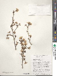 Prunus incisa image