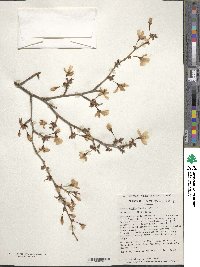 Prunus incisa image