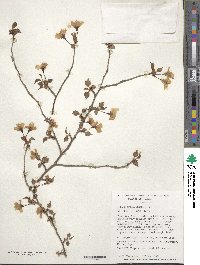 Prunus incisa image