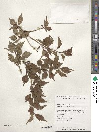 Prunus incisa image