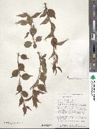 Prunus incisa image