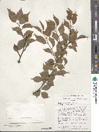 Prunus incisa image