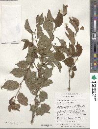 Prunus incisa image