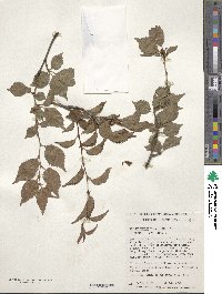 Prunus incisa image