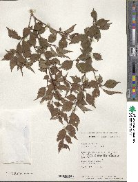 Prunus incisa image