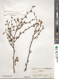 Prunus incisa image