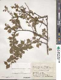 Prunus incisa image