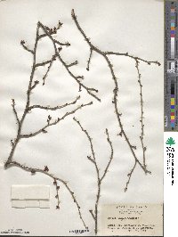 Prunus incisa image