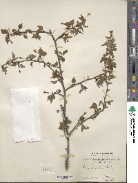 Prunus incisa image