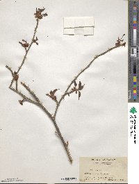 Prunus incisa image