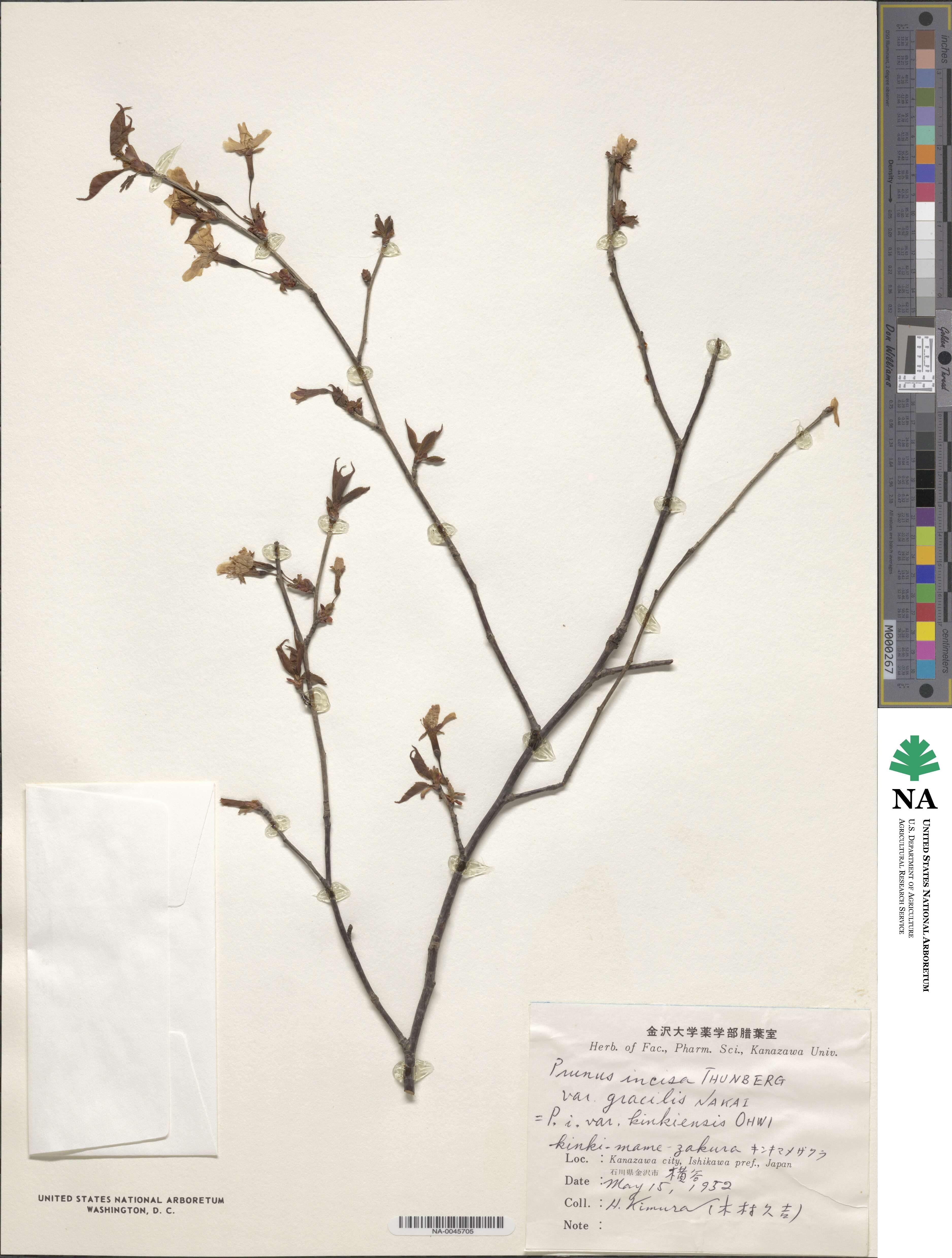 Prunus incisa f. kinkiensis image