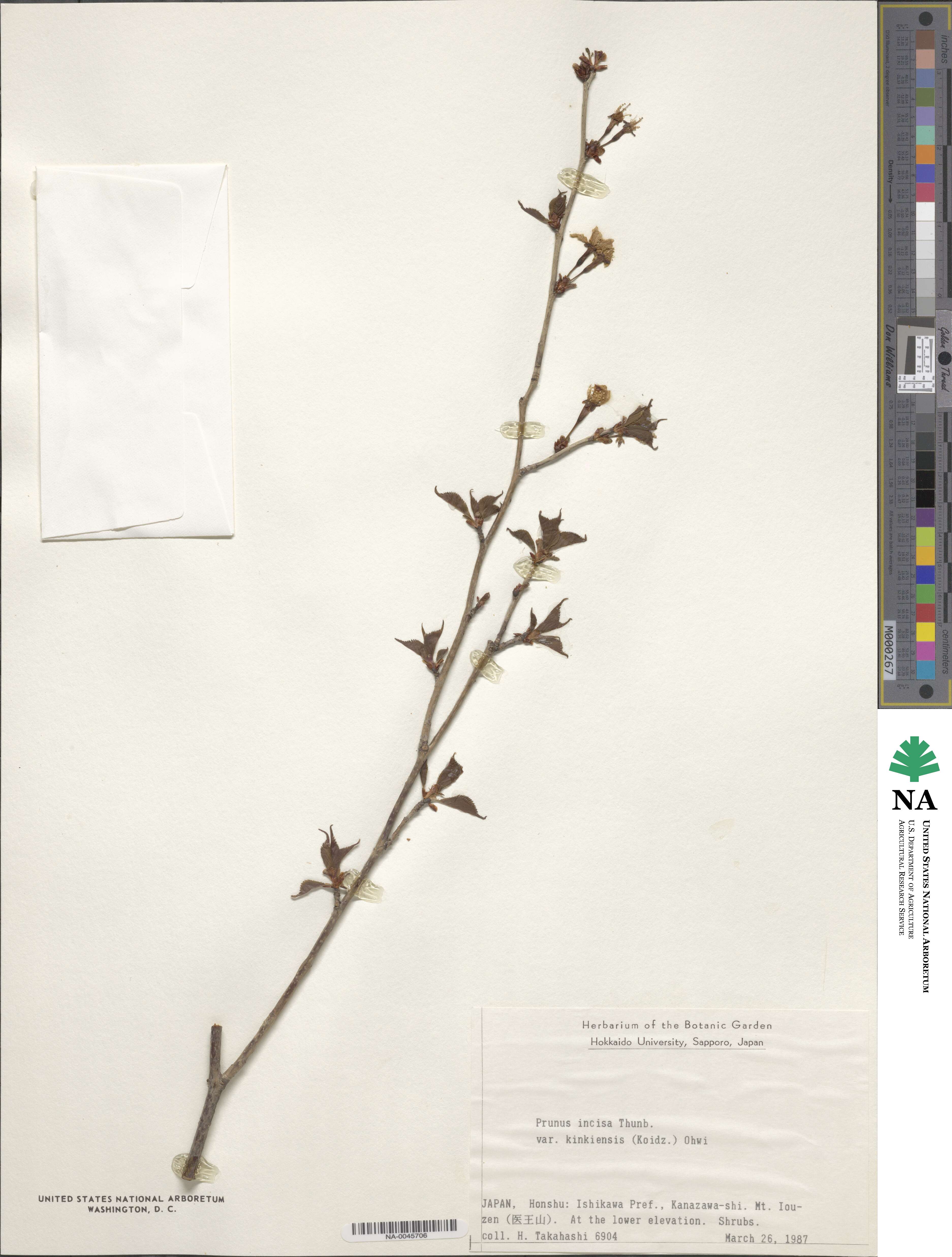 Prunus incisa image