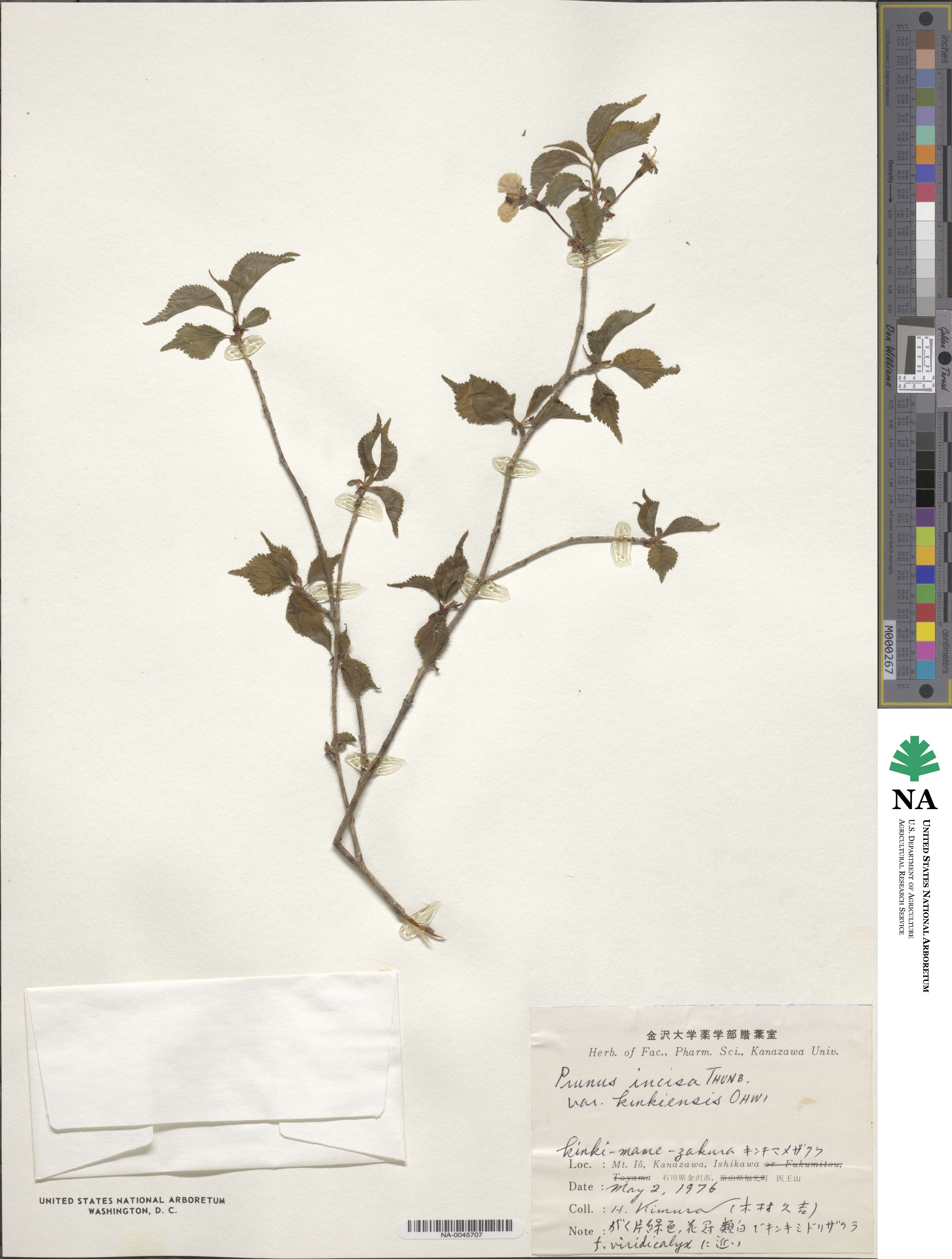 Prunus incisa f. kinkiensis image