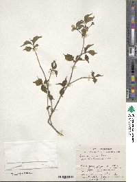 Prunus incisa image