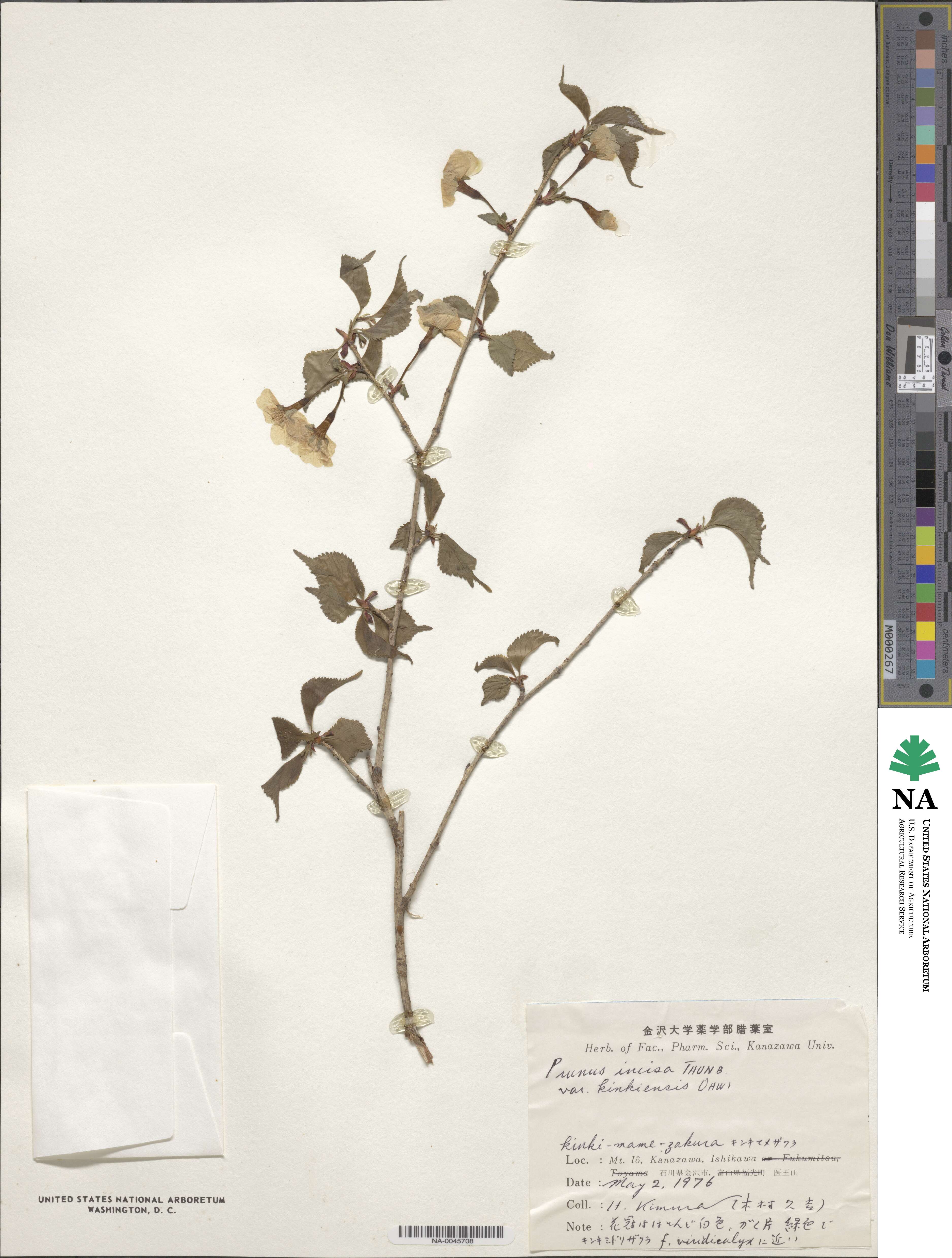 Prunus incisa f. kinkiensis image