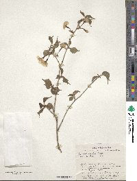 Prunus incisa image