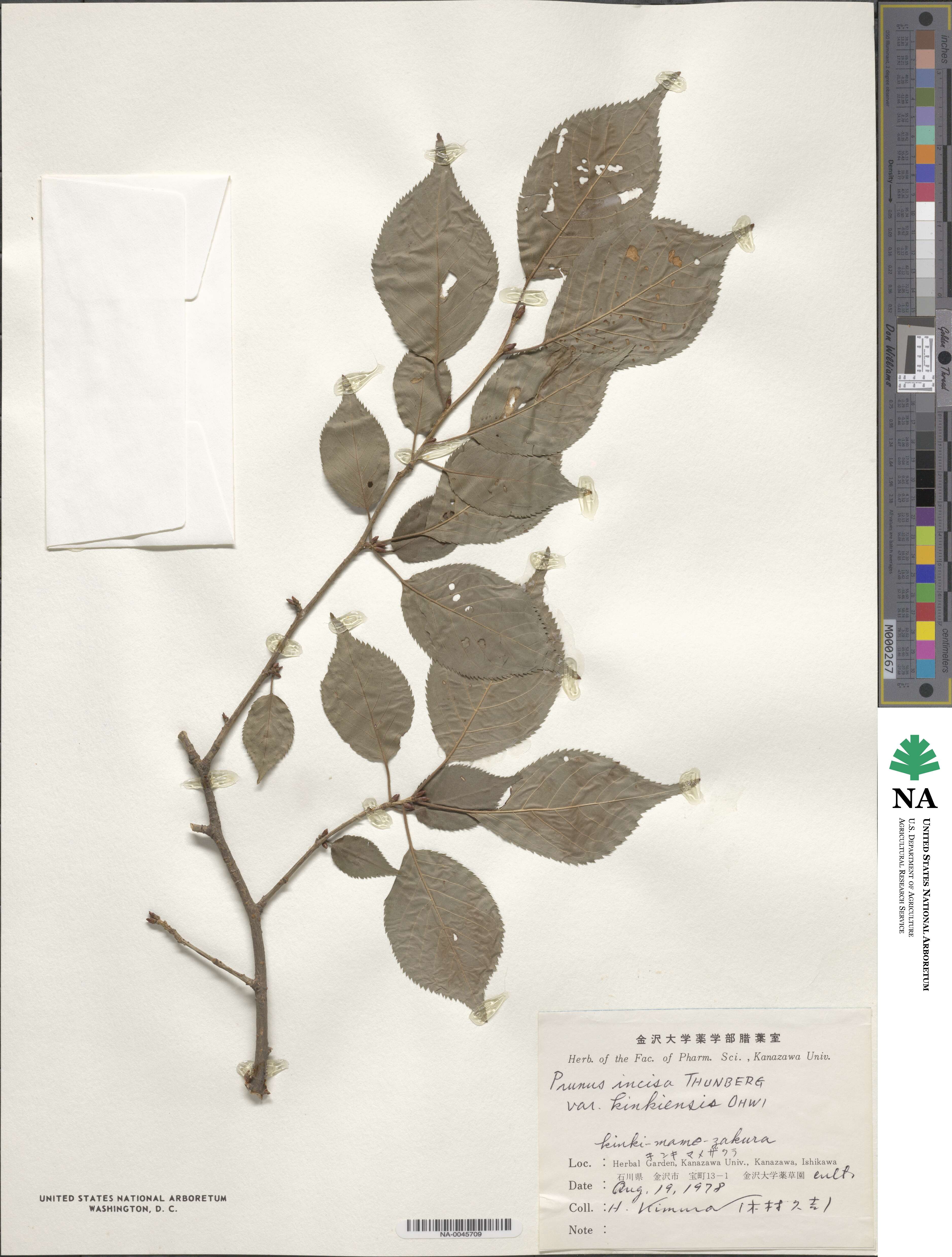 Prunus incisa image