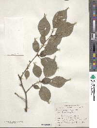 Prunus incisa f. kinkiensis image