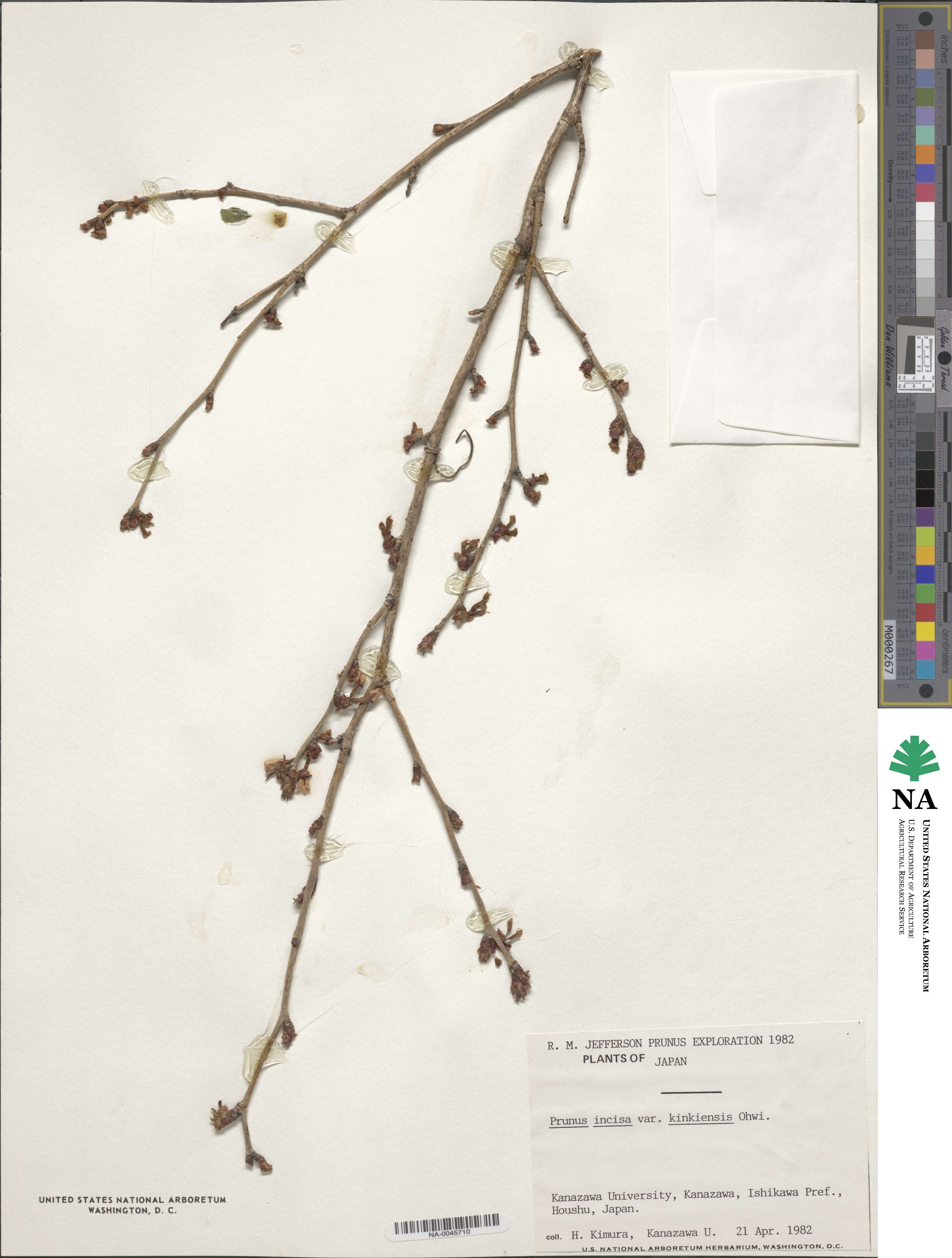 Prunus incisa f. kinkiensis image