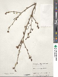 Prunus incisa f. kinkiensis image