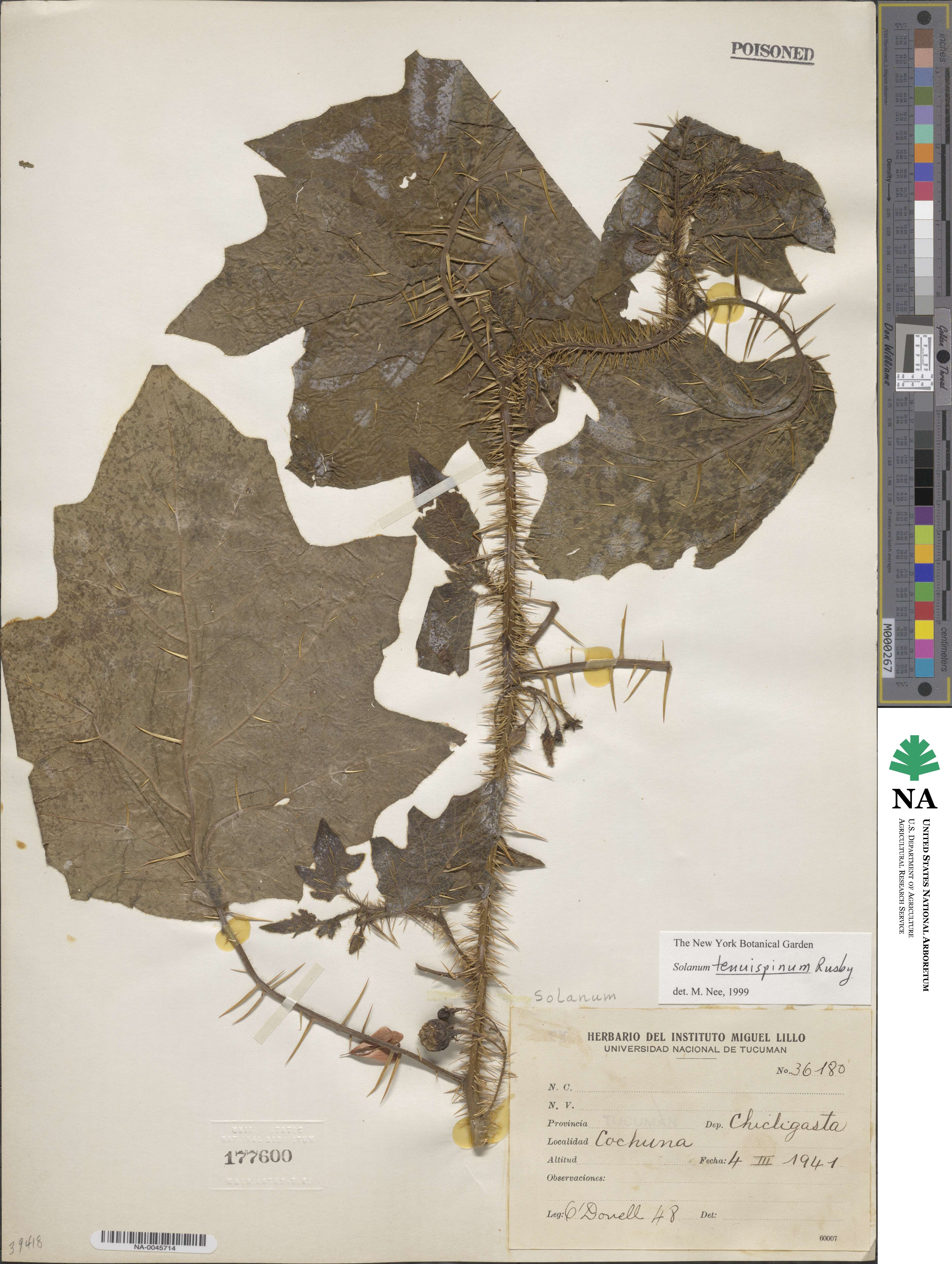 Solanum tenuispinum image