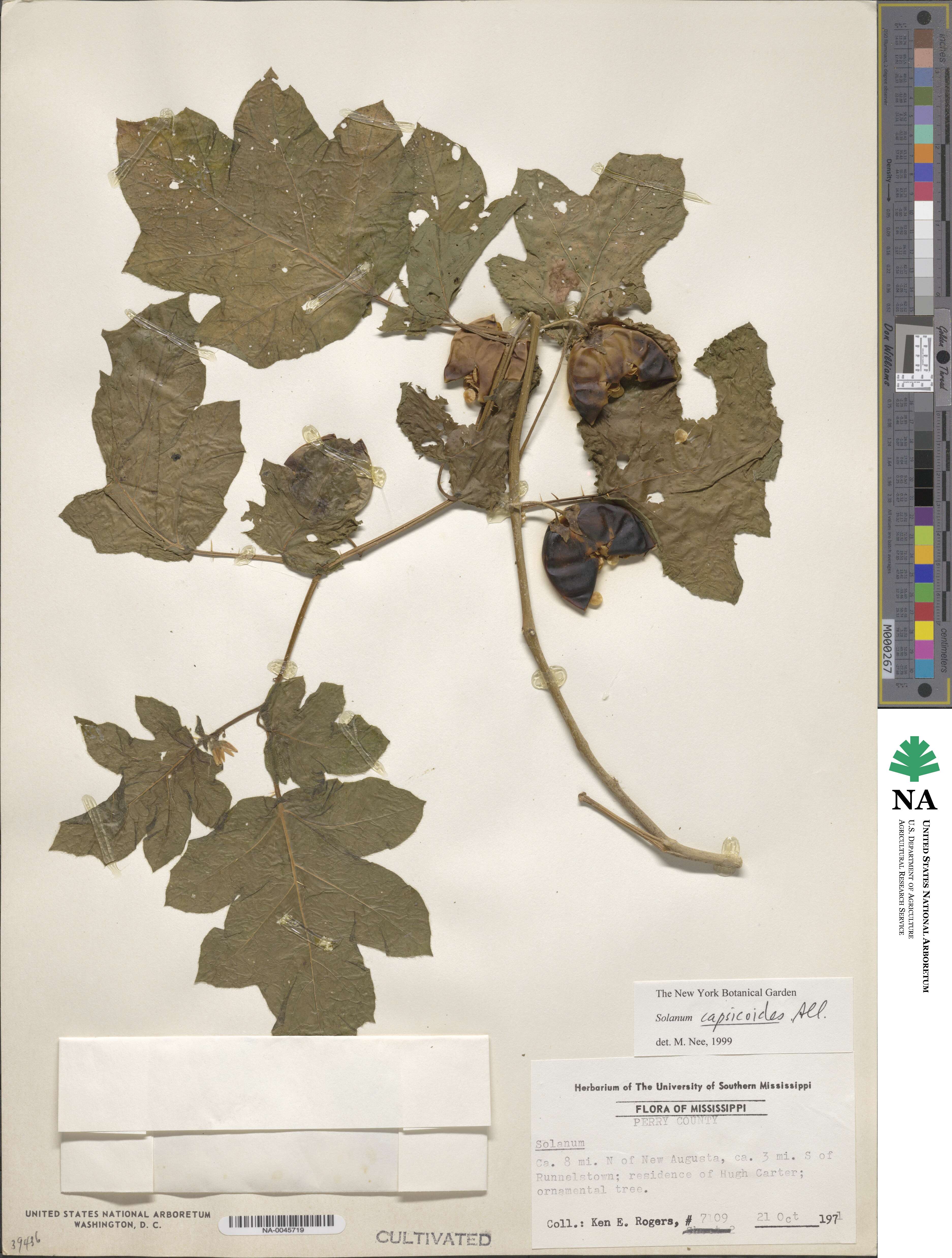 Solanum capsicoides image