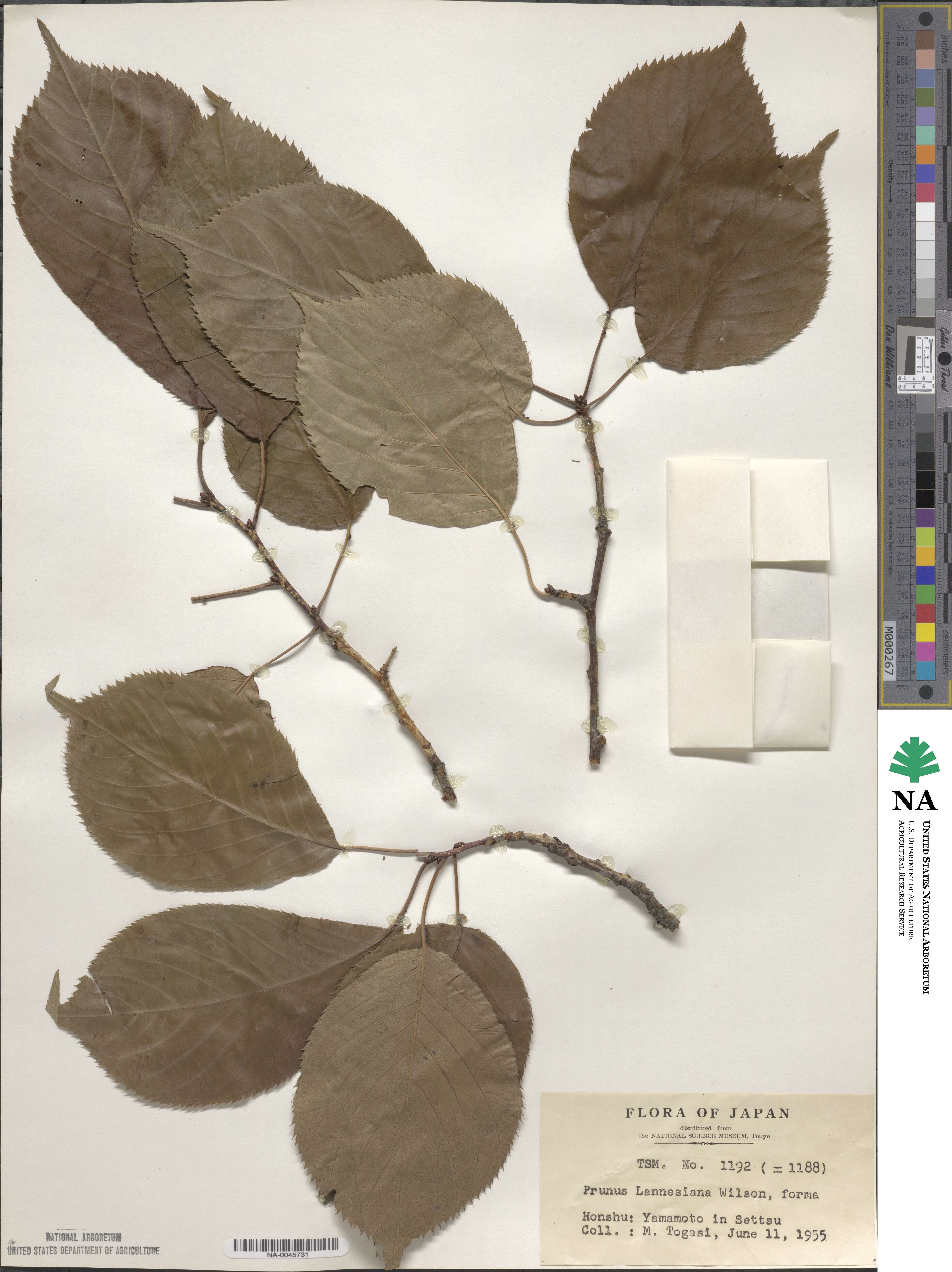 Prunus lannesiana image