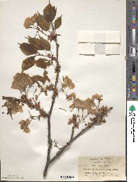 Prunus lannesiana image