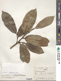 Prunus laurocerasus image