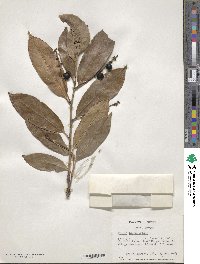 Prunus laurocerasus image