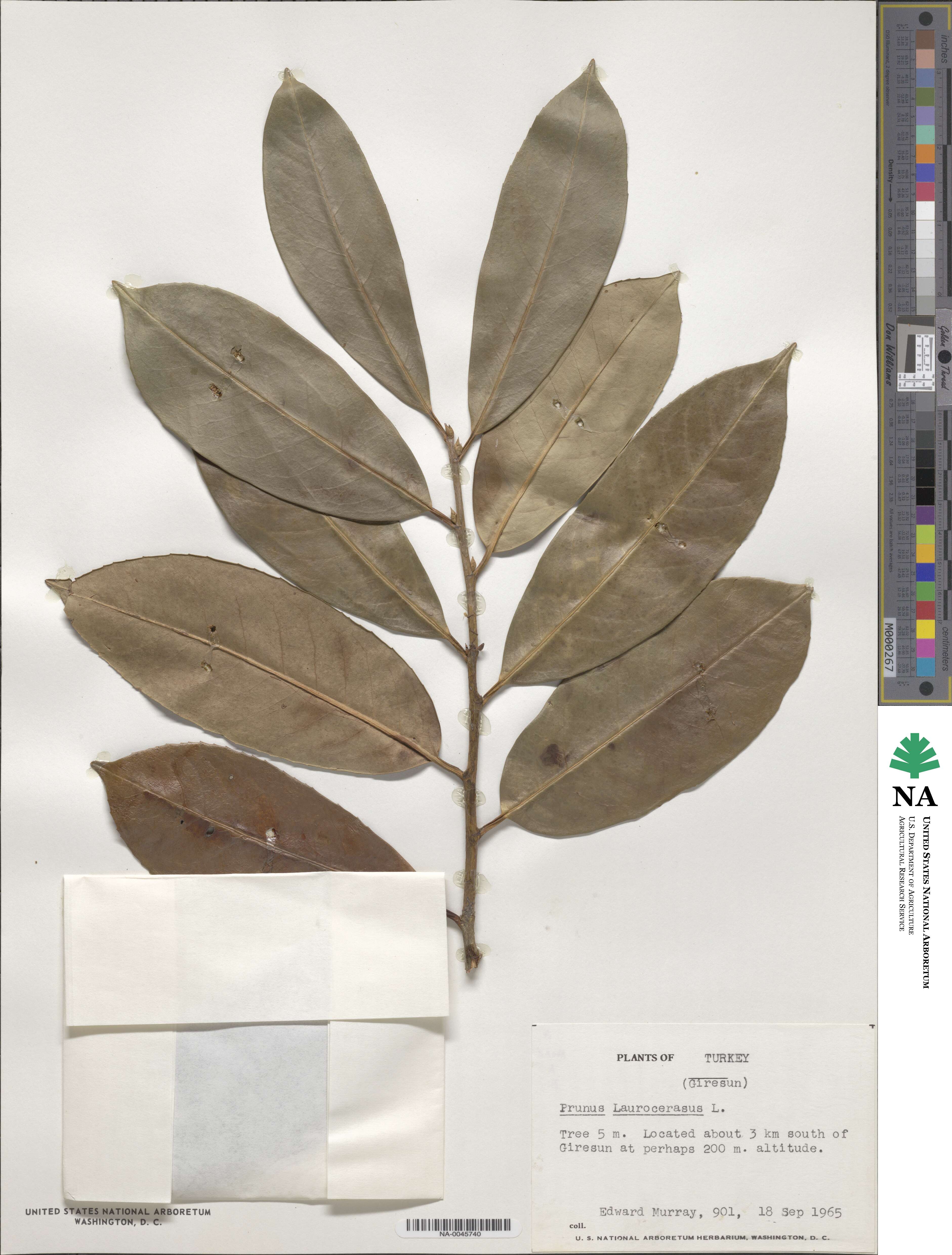 Prunus laurocerasus image