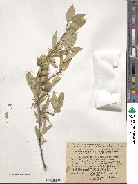 Prunus tenella image