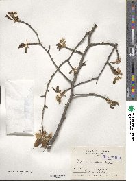 Prunus leveilleana image