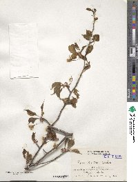 Prunus leveilleana image