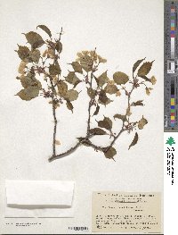 Prunus leveilleana image