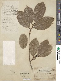 Prunus zippeliana image