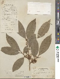 Prunus zippeliana image