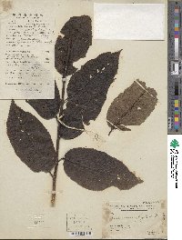 Prunus zippeliana image