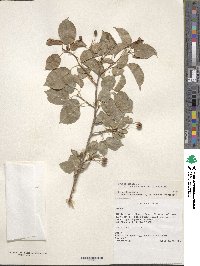 Prunus mahaleb image