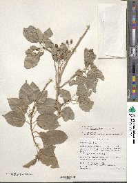 Prunus mahaleb image