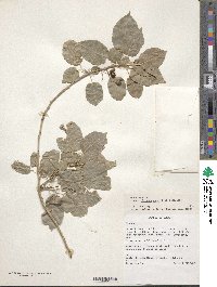 Prunus mahaleb image