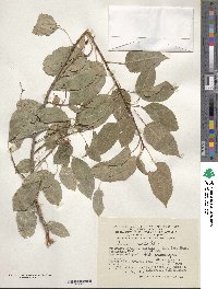 Prunus mahaleb image