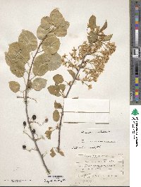 Prunus mahaleb image